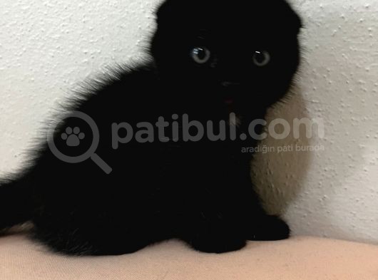 Scottish Fold British Shorthair Yavrular görsel